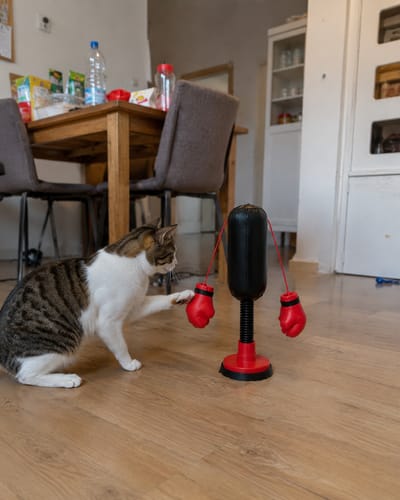 🐱Keeps indoor cats active🥊Mini Cat Punching Bag
