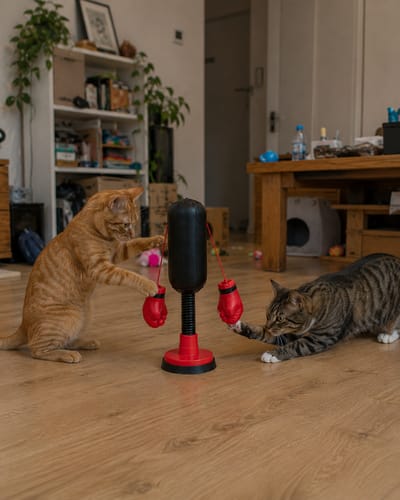 🐱Keeps indoor cats active🥊Mini Cat Punching Bag